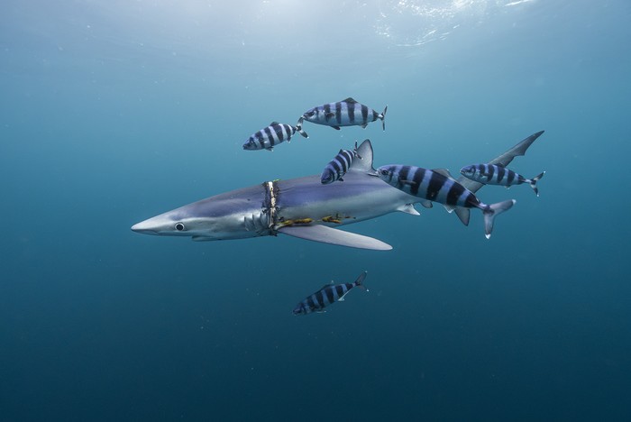 Urtarrilaren 14ean itzuliko da Cimasub Usurbe Antzokira