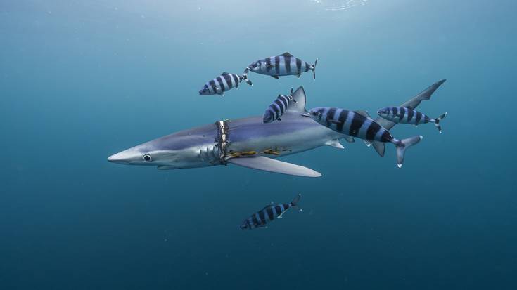 Urtarrilaren 14ean itzuliko da Cimasub Usurbe Antzokira