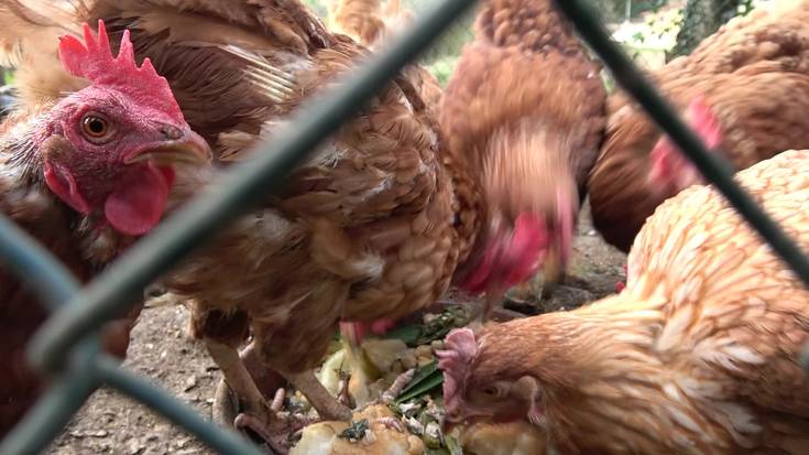 Xabier Iraola, Gipuzkoako ENBAko koordinatzailea: "Ez zaigu proportzionala iruditzen gaixotasunak dituen arriskuak eta hartutako neurriak"