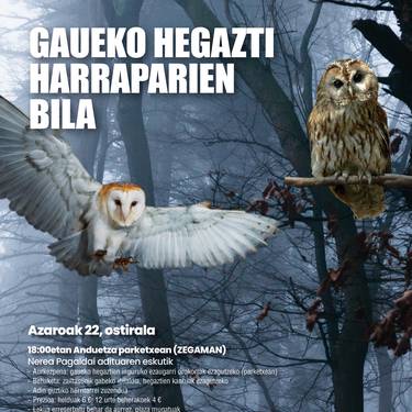 Gaueko hegazti harraparien bila