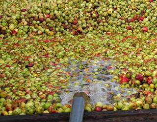 Sagarrak sagarrondotik kupelerako bidean dira