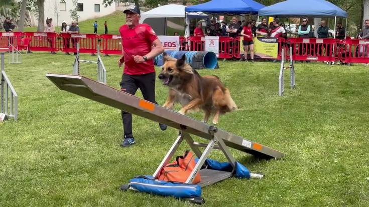Andres Mateos beasaindarra Agility txapelketako txapeldunordea, “But” txakurrarekin