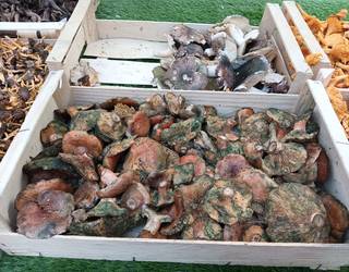 Ordiziako Azokako Salneurria 2025.09.24