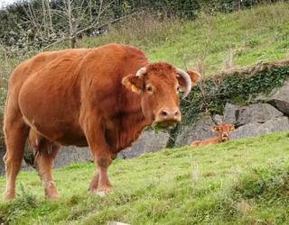 Abererik gabeko azokak, garraioan eman daitezkeen dermatosi nodular kutsaketak saihesteko