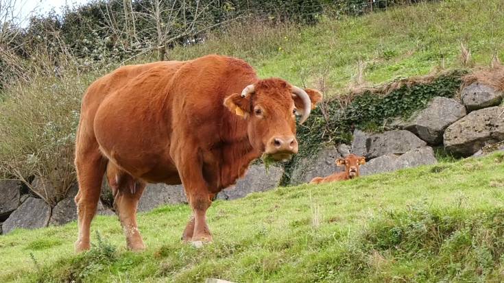 Abererik gabeko azokak, garraioan eman daitezkeen dermatosi nodular kutsaketak saihesteko