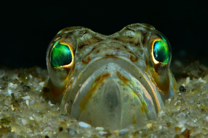 CIMASUBeko bigarren emanaldiak bihar