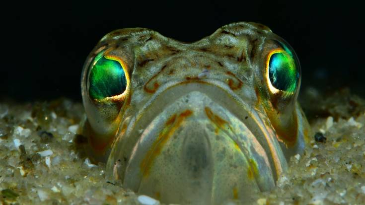 CIMASUBeko bigarren emanaldiak bihar