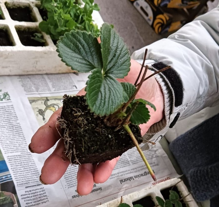 Ordiziako Azokako Salneurria 2025.01.22