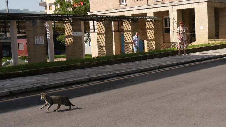 Errekarte kaleko katuentzako janlekuan pilulak bota dituztela salatu du guneko arduradunak