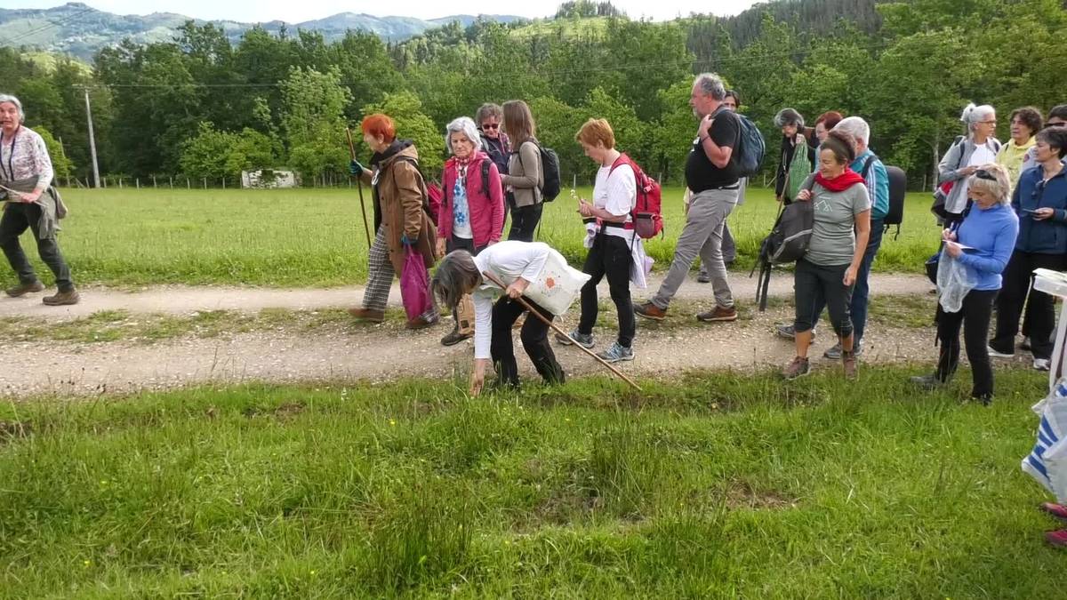 Bertako landare jangarriak topatu, ezagutu eta bilduz jarri zuten balioan Bide Berdea