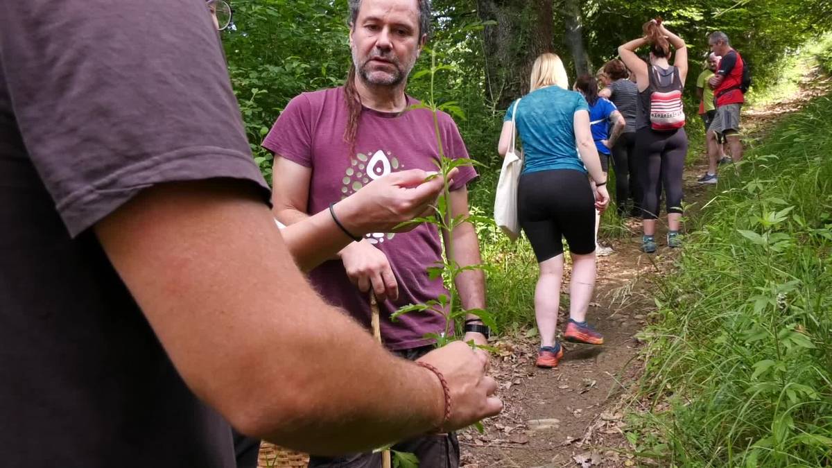 'Milagritos' ukendua egiten eta sendabelarrak identifikatzen irakasten ...