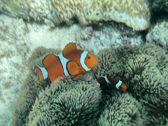 Non dago Dory?
