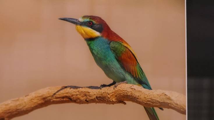 Ortzadar Argazkilari Elkartearen erakusketa ikusgai abenduaren 19ra arte Barrenan